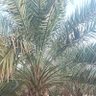 ashraf alkhateeb profil fotoğrafı