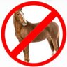 Profilbild von Equus Caballus Detester