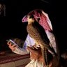 Фото профиля محمد الرشيدي