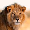 Agastya's profile picture