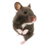 bebel's profile picture