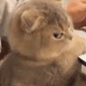Jenny profil fotoğrafı