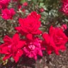 M Rose profil fotoğrafı
