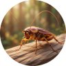 Cockroach profil fotoğrafı
