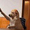 Chasun profil fotoğrafı