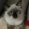 ManilaCryptoCat 的头像