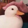 Фото профиля Ducky (dia/kei)