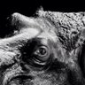 Profilbild von Hippo