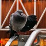 London Pigeon's profile picture