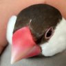 しぐれ公 profil fotoğrafı