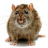 Profilbild von joseph