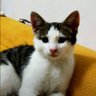 Kedili Teyze profil fotoğrafı