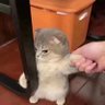 CatCat 的头像