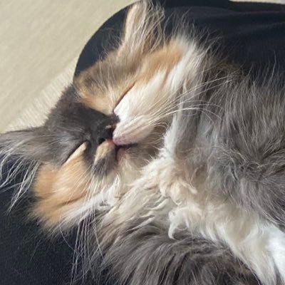 わぶ@ゆーし's profile picture