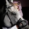 عثمان بن منصور 的头像