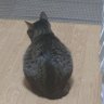 まりーるー 的头像