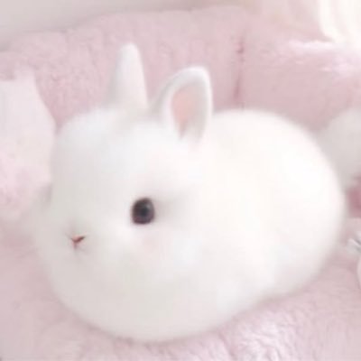 ゆい🐰's profile picture
