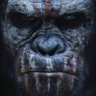 Profilbild von TheGreatApe