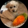 りん's profile picture