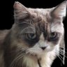 Teru profil fotoğrafı