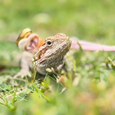 tokagenonegi's profile picture