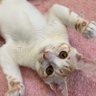 ユイ.慶應通信🌸78期🌸🐈🐈⬛'s profile picture