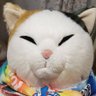 tomoko0818's profile picture
