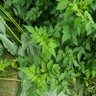 Фото профиля Rita Zahara