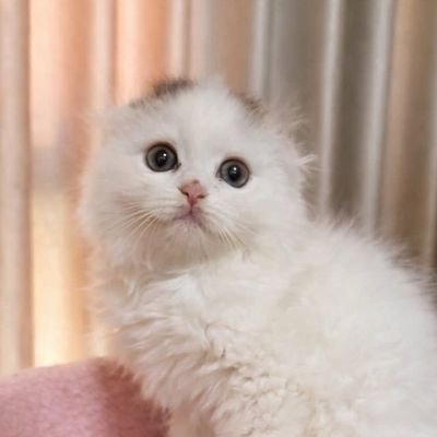 Mayz's profile picture