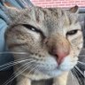 french's profile picture