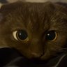 AnyaK🐈⬛ 的头像