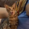 King profil fotoğrafı