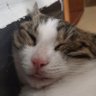 拔拽扯薅抻揪掏拿抓's profile picture