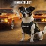 Agent Squeakers 🐾 的头像