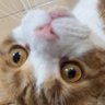 ポリンキー profil fotoğrafı