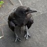 ごみたん 的头像