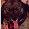Evil_ass_n#gga's profile picture