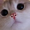 Фото профиля หน้าเหมือนแมว ยิ้มเหมือนแมว