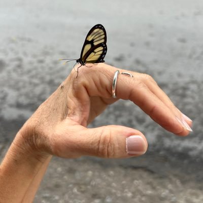 Caro Carola's profile picture