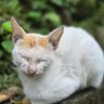 PutuAdnyana profil fotoğrafı