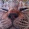 Profilbild von 猫♥まるちゃんは心配症❍