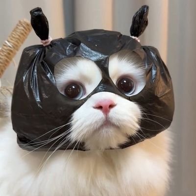A19032523's profile picture