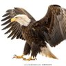 Profilbild von AIGLE DE L’EST