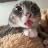 seporsi mie ayam's profile picture