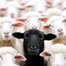 Profilbild von BlackSheepWall
