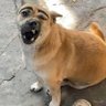 บรู้ว profil fotoğrafı