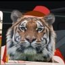 Profilbild von lavidaloewe