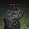Фото профиля moxlark