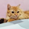 Фото профиля kata oyen
