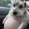 Profilbild von Boris
